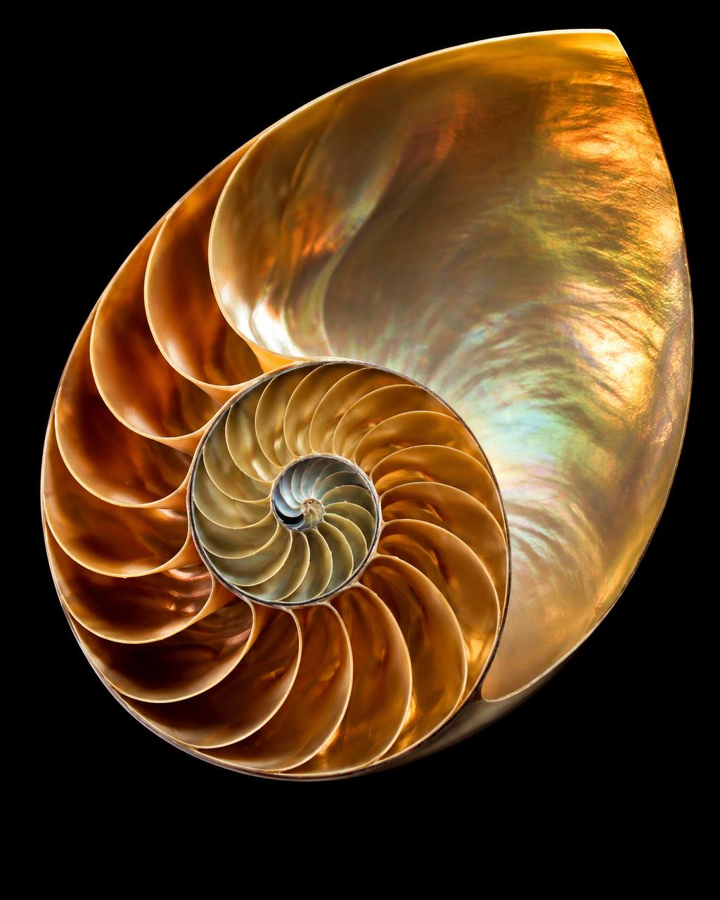 Golden Ratio